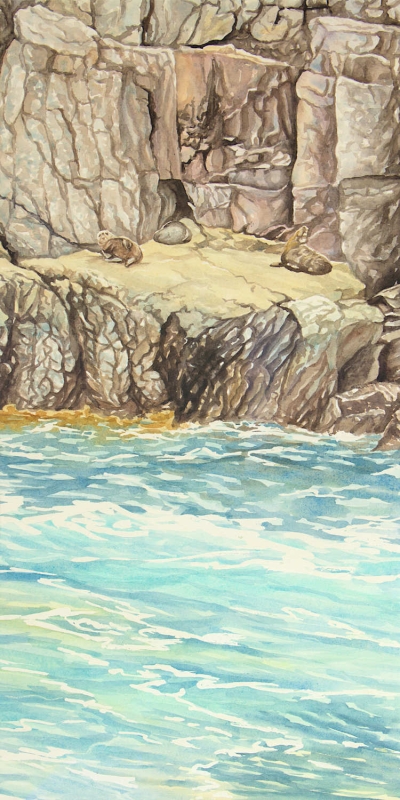 Fur Seals on Rocks 1